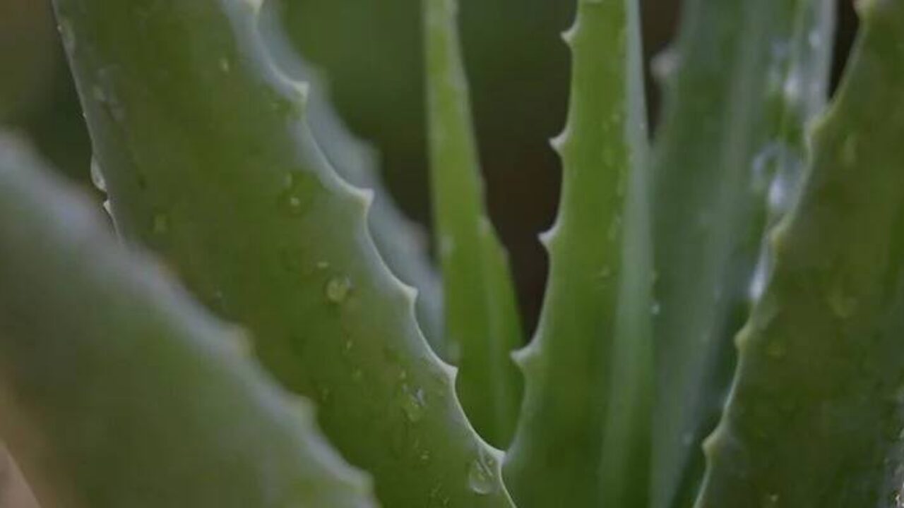 Aloe vera para la piel: todos los beneficios | Ecoceutics
