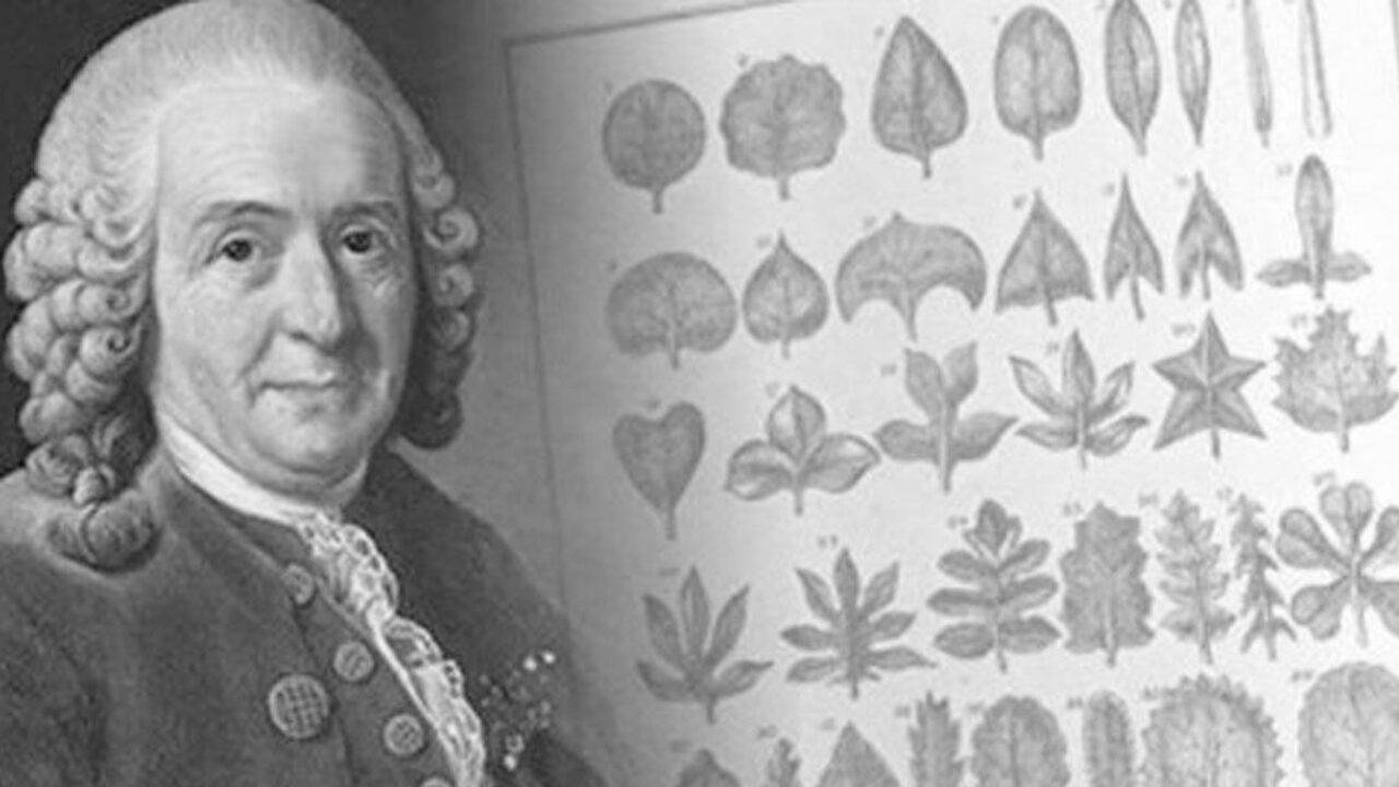 El nacimiento del Sistema naturae de Carlos Linneo - ecoceutics